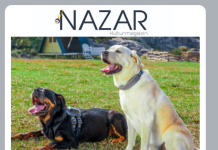 SATELLITEN-TRACKER SPÜRT ENTLÄUFENE HUNDE AUF